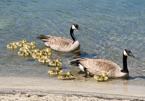 family-of-geese