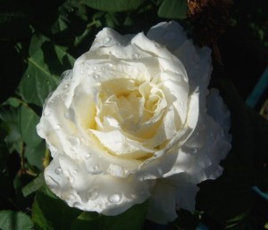 Mystical White Rose