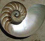 Nautilus Spiral