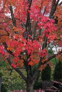 Red Maple 2009-2
