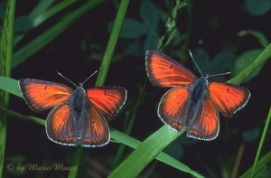 Butterfly Pair