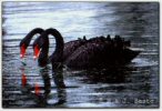 Black Swan Pair