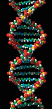 dna-pictures8